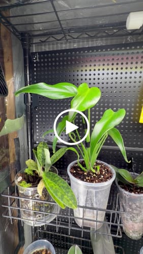 Customer video review of Monstera ‘Burle Marx Flame’