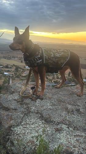 Customer photo review of Canine Weight Vest - CAMO