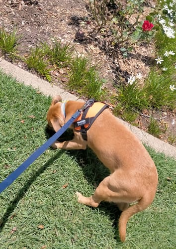 Customer photo review of No Pull Dog Harness Australia