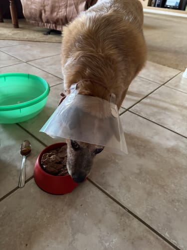 Customer photo review of Tuckers Raw Food