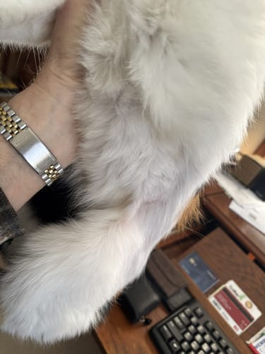 Customer photo review of 2x Blisso Advanced Cat Probiotic | Cat Probiotic for Diarrhea & Kidney Support