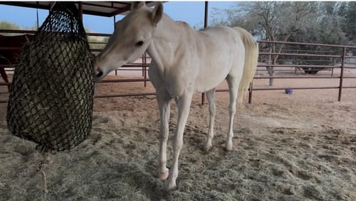 Customer photo review of Hay Chix® Half Bale Net