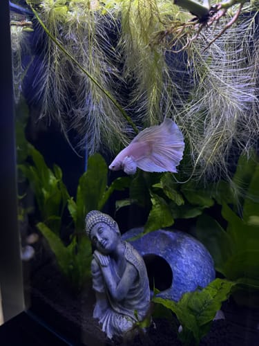 Customer photo review of Super White Dumbo Ear Halfmoon Male Betta Fish
