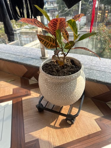 Customer photo review of United Crafts Liva Wheel Pot Stands for Planters