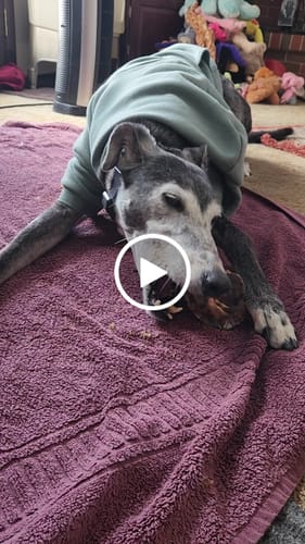 Customer video review of Large Ostrich Knuckle (5.5" x 5"): The Ultimate Chew for Moderate & Power Chewers