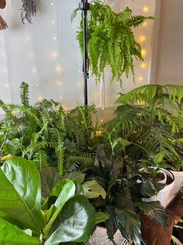 Reviewer's collection of lush, green houseplants thriving after using the Plant Food.