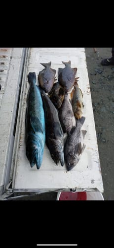 Customer photo review of Fisherman's Life® Jiggy Jigs 20g, 30g, 40g 50g (FIVE Color Variations) New GLOW in the Dark Color Added