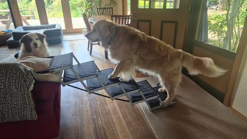 A customer's large dog uses the Foldable Aluminum Pet Steps to walk from a wooden floor up towards a red couch.