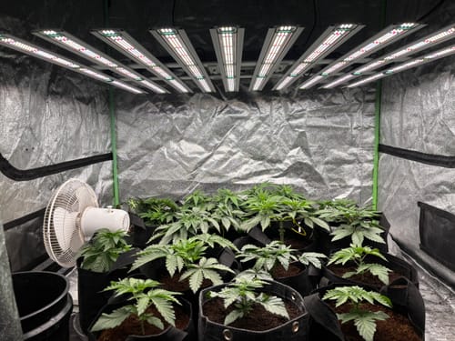 Customer photo review of CANNA Coco A+B 5L