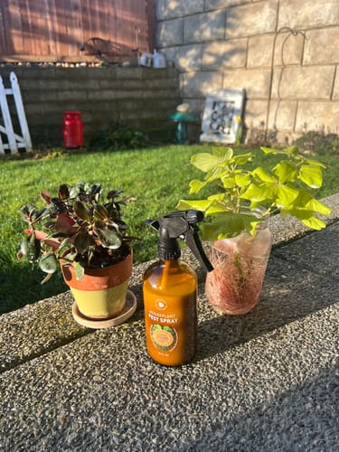 Reviewer's bottle of Houseplant Pest Spray sitting outdoors on a stone ledge next to a potted plant and a plant propagating in water.