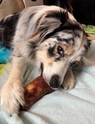 Customer's Australian Shepherd holds a Smoked Beef Marrow Bone with its paws while chewing it on a blanket.