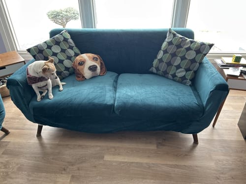 Customer photo review of Pet Proof Velvet Loveseat Cover - Non-Slip, Soft Plush