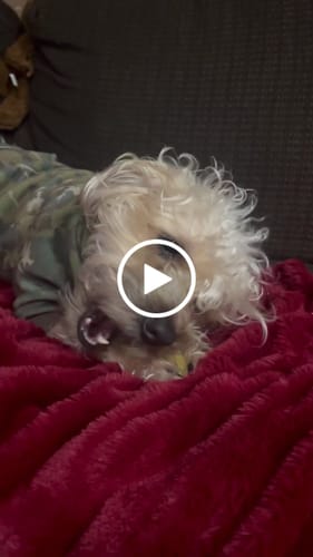 Customer video review of Long-Lasting Yak Chews — 6 Flavor Pack