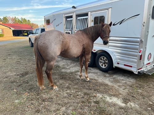 Customer photo review of OptiWize Collagen +Plus Horse Joint Supplement