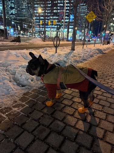 Customer photo review of WagWellies® by wagwear