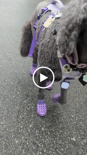 Customer video review of WagWellies® Mojave