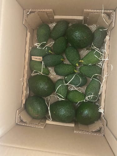 Kundenbild der gelieferten Retterbox, die mit zahlreichen grünen Avocados in verschiedenen Größen gefüllt ist.