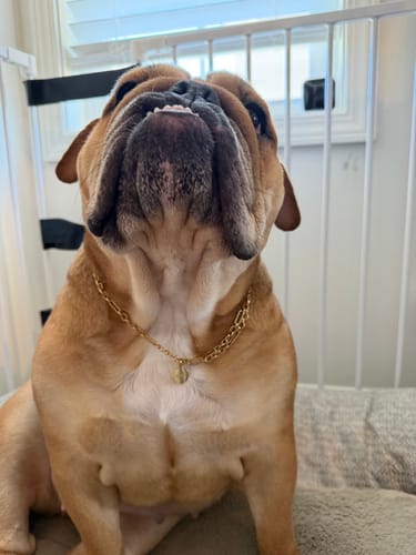 Close-up of a reviewer's bulldog wearing the gold Eternal Link Chain Bracelet as a collar.