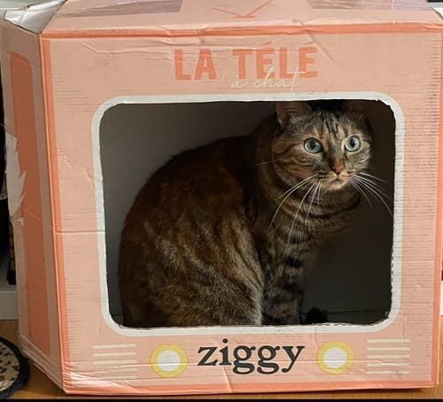 Photo d'un client : son chat tigré est assis dans la boîte de livraison Ziggy en forme de télévision rose.