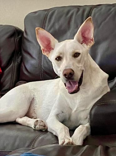 Customer photo review of Iron Paws Premium Dog Supplement