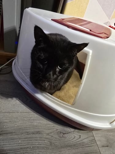 Customer photo review of 1 Month Supply – 3 Cat