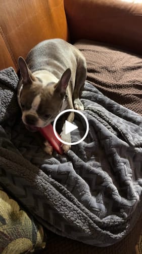 Customer video review of Long-Lasting Yak Chews — 6 Flavor Pack