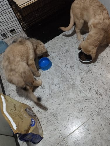 Customer photo review of Grain Free Giant Puppy