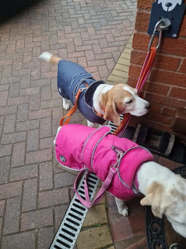 Customer photo review of STORM GUARD Dog Coat with Harness Hole