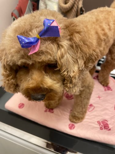 Customer's fluffy poodle with a bow standing on a pink Potty Buddy potty pad.