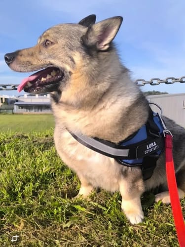 Customer photo review of No Pull Dog Harness Australia