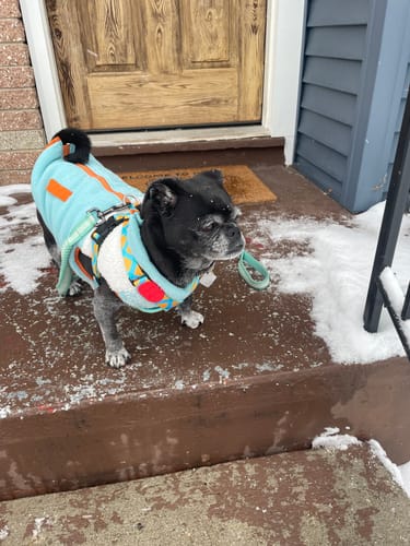 Customer photo review of Colorful PRO Protective Trachea Dog X Harness