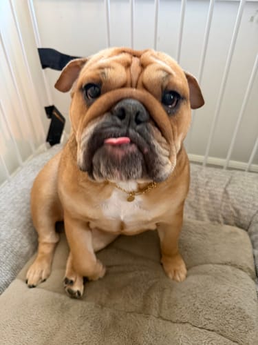 Customer's bulldog wearing the Eternal Link Chain Bracelet as a collar with a small pendant.