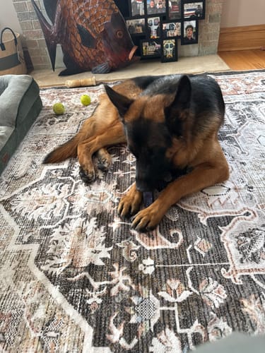 Customer's German Shepherd lies on a rug, holding and chewing a Blueberry Yak Chew.