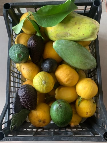 Ein Kunde zeigt eine Kiste mit frischen Bio-Bergamotten, Avocados und Papayas.