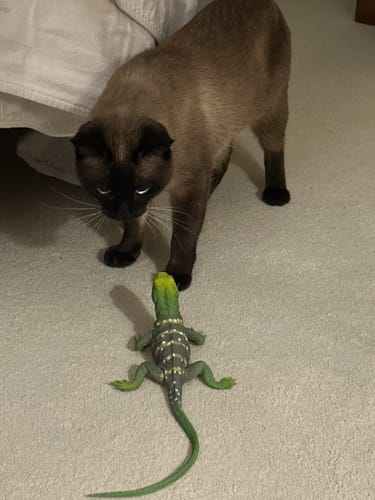 Le chat d'un client, mentionné dans l'avis sur la Pâtée - Poulet, regarde un jouet lézard.