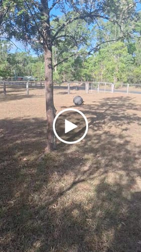 Customer video review of Outback Herder