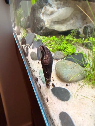 Customer photo review of White Spotted Rabbit Snail