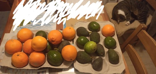 Kunde zeigt die gelieferten Reed & Hass Avocados und Orangen, ausgelegt in zwei Pappschalen auf einem Tisch.