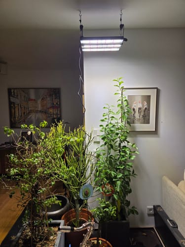 Customer photo review of LED Pflanzenlampe FLORIS 150 Watt, vollständiges Pflanzenlichtspektrum