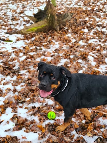 Customer photo review of 5cm Light Up LED Combat® Collar | Handle - Black