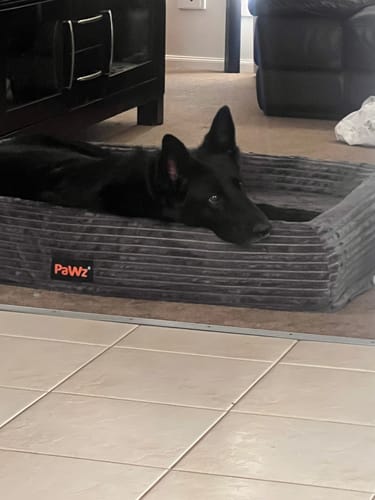 Customer's black dog resting comfortably in the grey, corduroy Orthopaedic Dog Bed on a tiled floor.