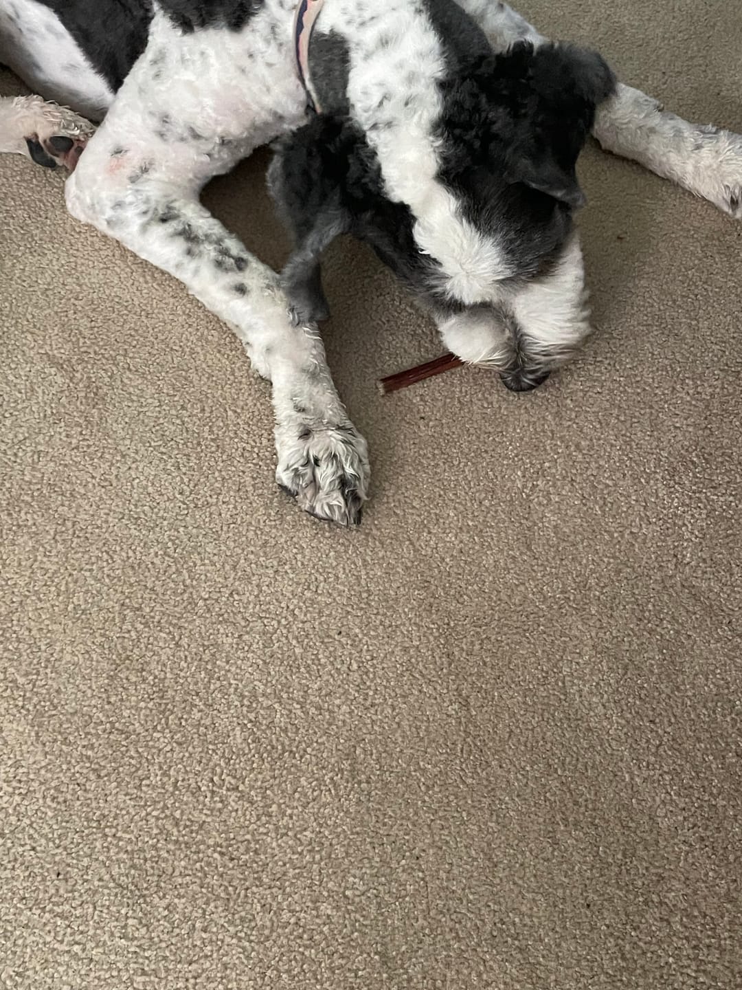 Customer photo review of 12" Gullet Sticks For Dogs