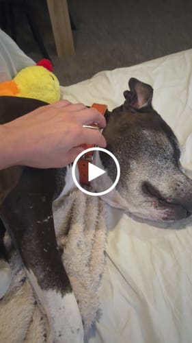 Customer video review of Hand Made Leather Dog Collar - Tuscan Orange (Slim Fit)