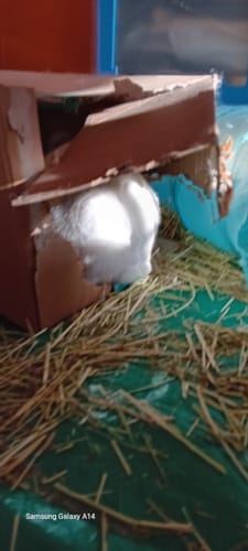 Partial view: Reviewer's white rabbit inside a cardboard box, surrounded by coarse Timothy Hay.