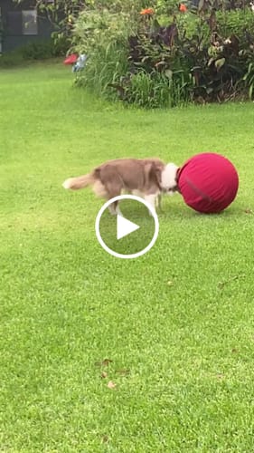 Customer video review of Inner Ball