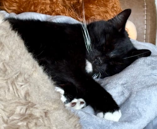 Customer photo review of 1 Month Supply - 1 Cat - One-Time Purchase