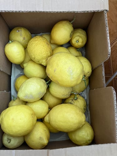 Ein Kunde zeigt die gelieferten Bio-Amalfi-Zitronen in einer offenen Kiste, die Früchte sind frisch und ungenormt.
