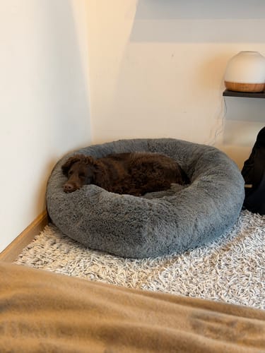 El perro de un cliente descansa en su mullida cama antiestrés gris, colocada en una esquina.