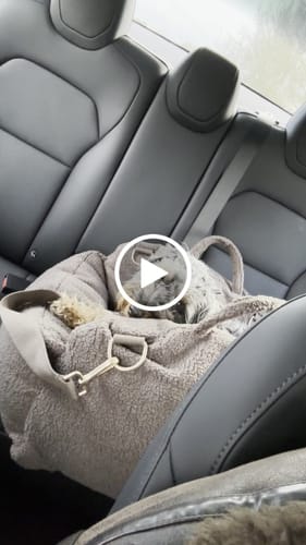 Customer video review of Chocolate | The Cosy Car Seat