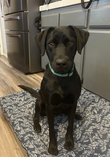 Customer photo review of Iron Paws Premium Dog Supplement